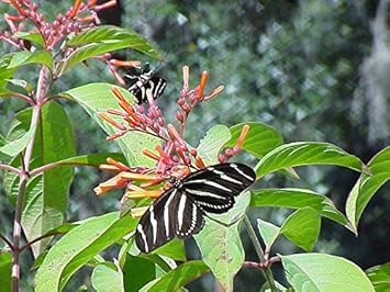 Pink Firebush Flower Seeds for Planting - NON GMO Seeds