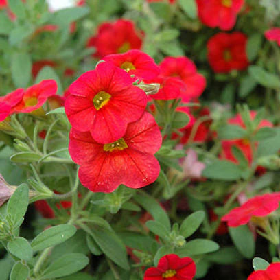Scarlet Red Petunia Flower Seeds for Planting - Heirloom, NON-GMO, Easy-to-Grow Garden Blooms