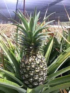 Heirloom Green Pineapple Fruit Seeds - Green Color Variety, Ideal for Home Garden, Heirloom Seeds