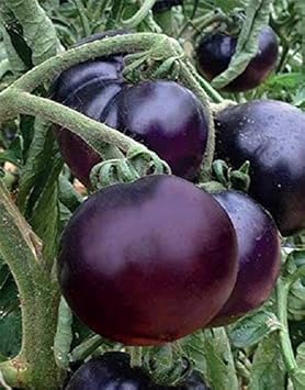 Tomato Seeds for Planting, Purple, 100 Pcs pcs