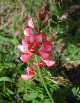 Pink Sainfoin Flower Seeds for Planting - 100 pcs for planting in your garden.