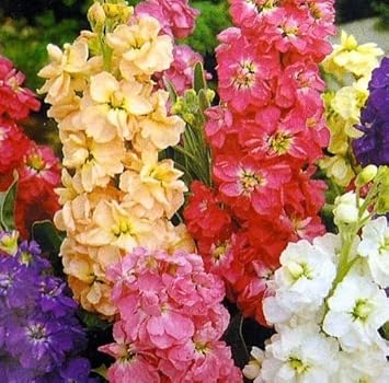 Mixed Matthiola Incana Flower Seeds – Heirloom Non-GMO Fragrant Blooms for Garden Planting