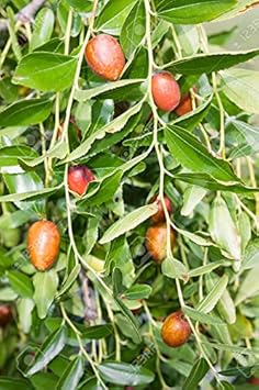 Green Ziziphus Plant Seeds for Exotic Garden Landscaping Scientific Name Placeholder for planting in home garden