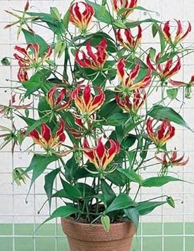Red Yellow Gloriosa Rothschildiana Flower Seeds for Planting, 100 pcs