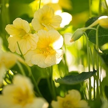 Organic Yellow White Milkmaid Flower Seeds for Planting ƒ?? Heirloom, Non-GMO