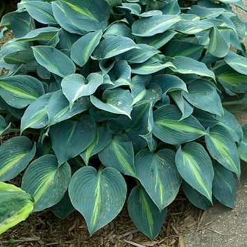 Heirloom Non-GMO Sea Green Hosta Plant Seeds for Planting