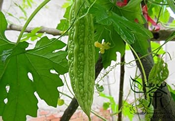 Green Bitter Gourd Seeds for Planting - heirloom & Non GMO Seeds