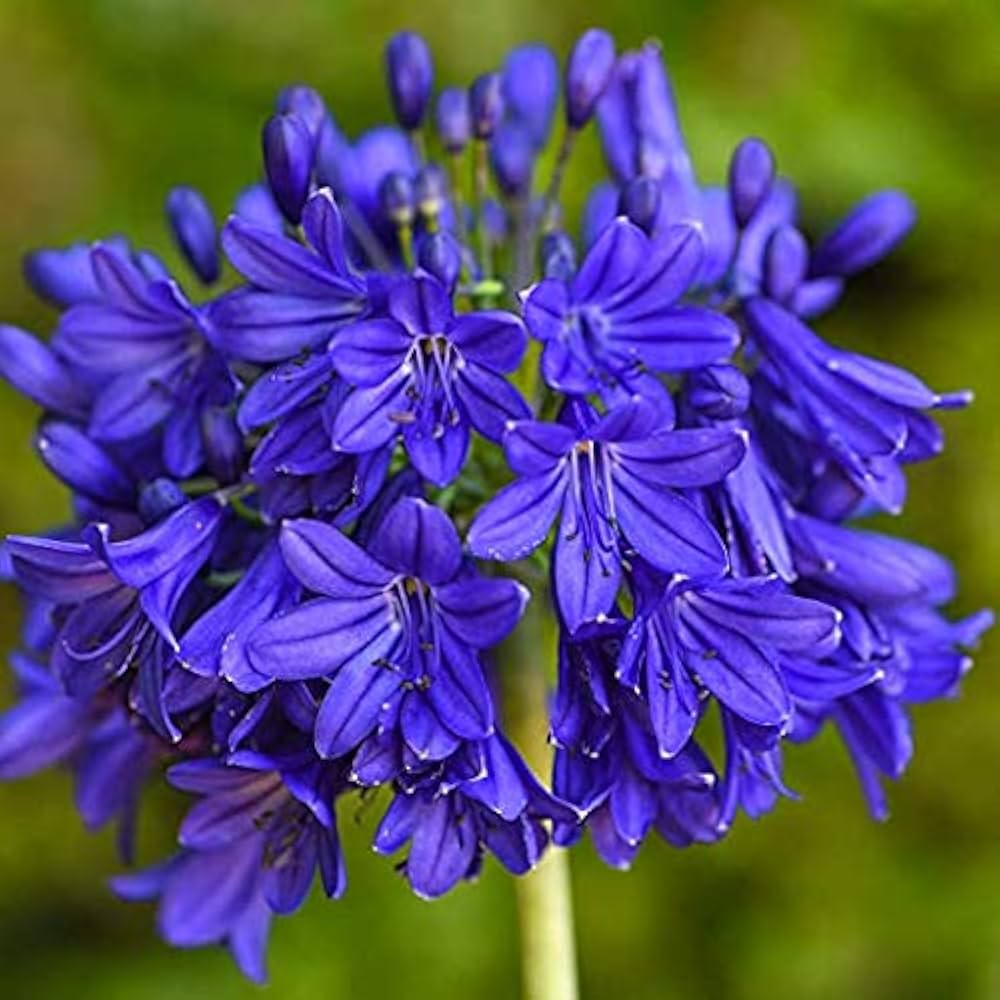 Blue Nile Agapanthus Flower Seeds for Planting - NON GMO Seeds for planting in home garden