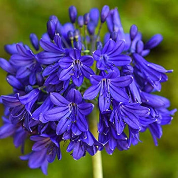 Blue Nile Agapanthus Flower Seeds for Planting - NON GMO Seeds