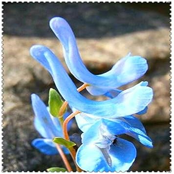 Blue Swan Flower Seeds for Planting, 100 pcs