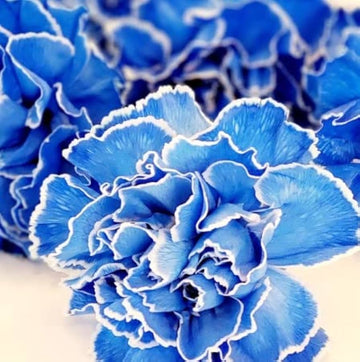 Dark Blue Carnation Flower Seeds – Heirloom, Non-GMO Flower Seeds for Planting
