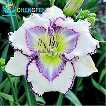 Heirloom Non-GMO White Violet Hemerocallis Flower Seeds for Garden Planting ƒ?? Elegant Perennial Blooms for planting in your garden.
