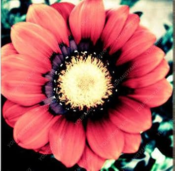 Violet Rigens Flower Seeds for Planting ƒ?? Organic, Heirloom, Non-GMO Garden Bloom Seeds