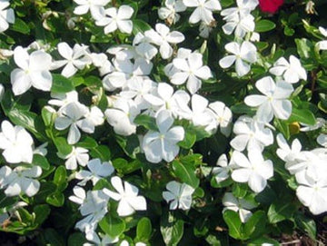 White Vinca Flower Seeds for Planting - 100 pcs
