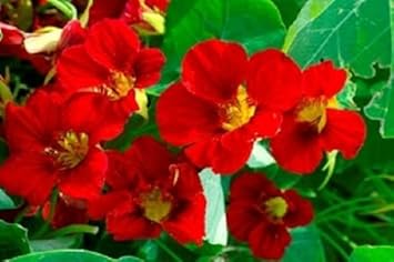 Heirloom Red Nasturtium Flower Seeds for Planting – Non-GMO, Vibrant Edible Garden Blooms for planting in your garden.
