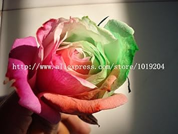 Gold Rose Heirloom Non-GMO Seeds for Planting