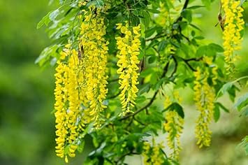 Golden Chain Flower Seeds for Planting - NON GMO Seeds