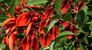Erythrina Crista Galli Flower Seeds in Orange - 100 pcs