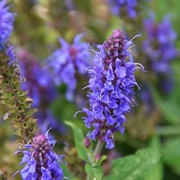 Hyssop Flower Seeds Heirloom Non GMO Planting - 100 pcs for planting in home garden