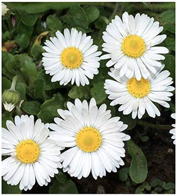 English Daisy Flower Mix (Bellis perennis), + Seeds