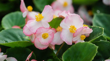Pink White Begonia Flower Seeds ƒ?? Heirloom, Non-GMO Seeds for Planting Beautiful Garden Blooms