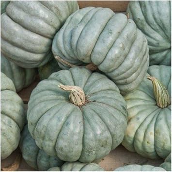 Blue Jarrahdale Pumpkin Seeds for Planting Blue Jarrahdale Pumpkin Seeds for Planting heirloom & Non-GMO Seeds