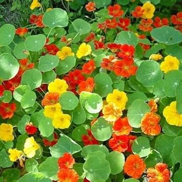 Capuchina Flower Seeds for Planting – Organic, Heirloom, Non-GMO Nasturtium Seeds