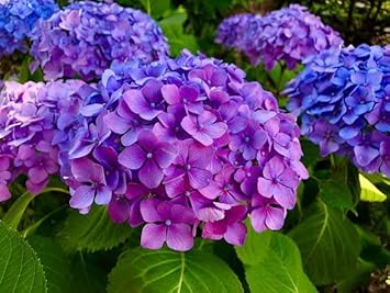Blue Purple Hydrangea Flower Seeds for Planting â€“ NON GMO Seeds