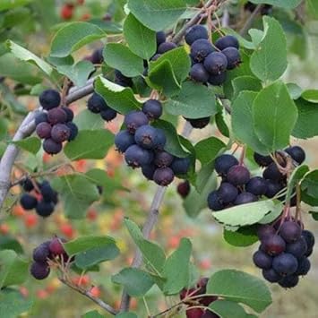 Annon Seeds for Tropical Fruit Tree Enthusiasts 100 Pcs pcs