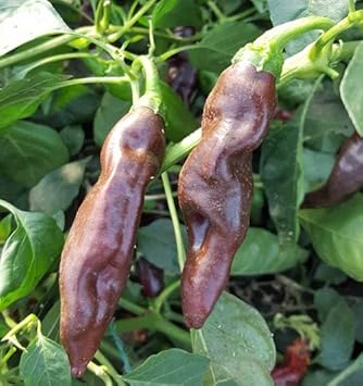 Brown chili Capsicum annuum seeds for planting in backyard garden