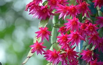 Pink Zygocactus Truncatus Flower Seeds for Planting - Non-GMO, Heirloom Garden Seeds