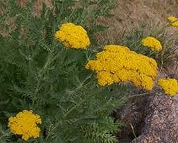 Heirloom Yellow Yarrow Flower Seeds for Planting, Non-GMO