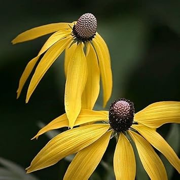 Yellow Coneflower Seeds for Planting - NON GMO Seeds