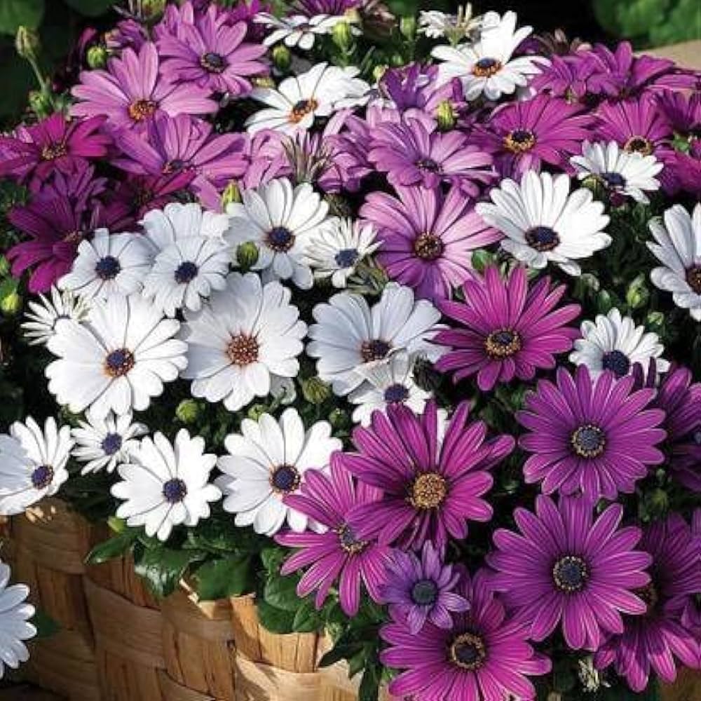 Osteospermum Flower Seeds Mixed Varieties, Heirloom Non-GMO Colorful Daisy Seeds for Planting for planting in your garden.
