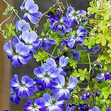 Blue Nasturtium Flower Seeds â€“ Heirloom, Non-GMO Flower Seeds for Planting