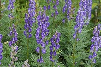 Blue Monkshood Flower Seeds for Planting - 100 pcs