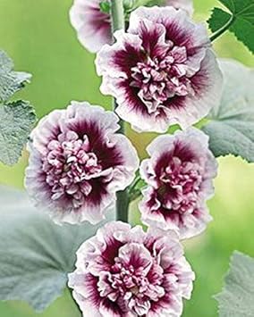Hollyhock White Purple Seeds for Planting – Organic, Heirloom, Non-GMO Flower Seeds