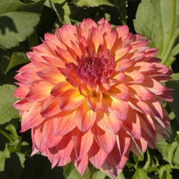 September Morn Dahlia Flower Seeds for Planting 100 Pcs pcs
