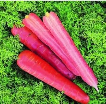 Pink Carrot Seeds for Planting - 100 Pcs pcs