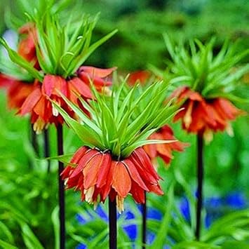 Red Crown Imperial Fritillaria Flower Seeds for Planting - Heirloom & Non-GMO Seeds for planting for planting in home garden