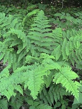 Green Fern Spore Plant Seeds for Planting - heirloom & Non GMO Seeds