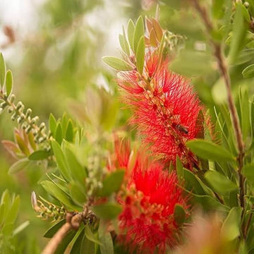 Red Callistemon Plant Seeds for Planting - 100 pcs