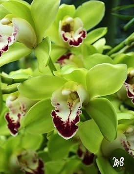 Green Butterfly Orchid Flower Seeds – Heirloom Non-GMO Exotic Blooms for Garden Planting
