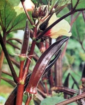 Burgundy Okra Abelmoschus esculentus seeds for garden planting