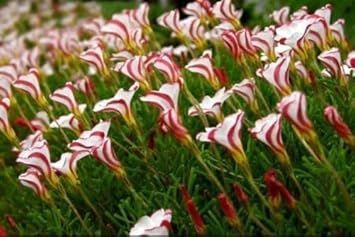 Candy Cane Sorrel Flower Seeds for Planting NON GMO Seeds for planting in home garden
