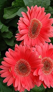 Gerbera Flower Seeds for Planting - 100 pcs for planting in your garden.