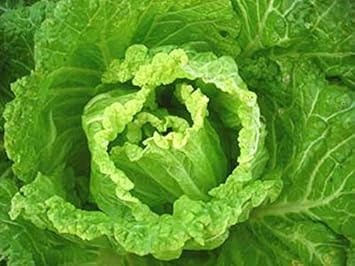 Green Choy Vegetable Seeds for Planting, heirloom & Non-GMO Seeds