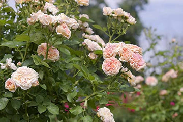 Pink Climbing Roses Plant Seeds - Non-GMO Heirloom Garden Seeds for Planting Beautiful Blooms
