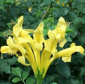 Heirloom Yellow Cape Honeysuckle Flower Seeds, Non-GMO Bright Blooms for Planting