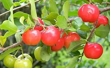 Barbados cherry Malpighia emarginata seeds for tropical garden